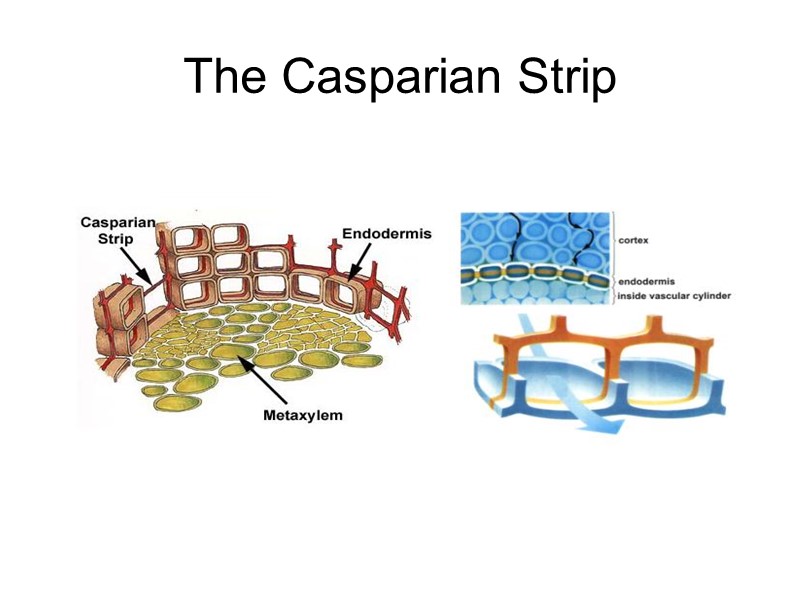 The Casparian Strip
